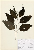 藏品(中華冷水麻)的圖片